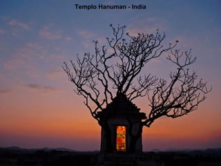 Templo Hanuman - India 