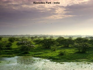 Keoladeo Park - India 