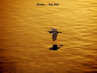 Ocaso  -  Rio Nilo 