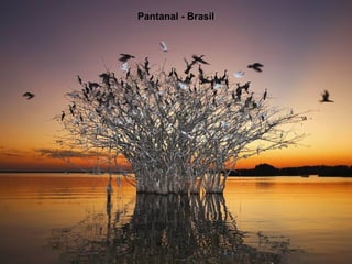 Pantanal - Brasil 