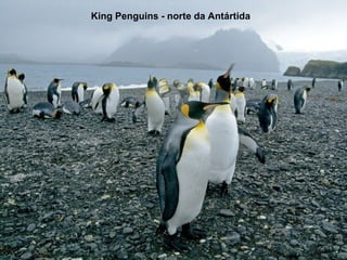 King Penguins - norte da Antártida 