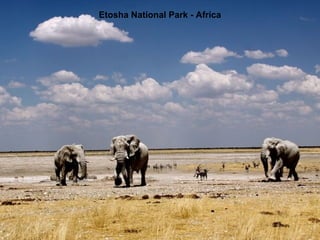 Etosha National Park - Africa 