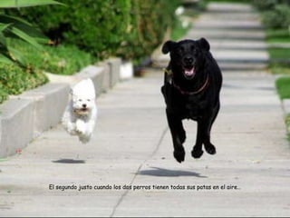 El segundo justo cuando los dos perros tienen todas sus patas en el aire… 