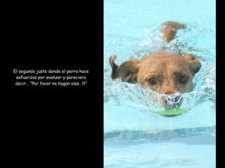El segundo justo donde el perro hace esfuerzos por avanzar y pareciera decir… “Por favor no hagan olas…!!!” 