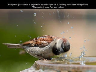 El segundo justo donde el pajarito se sacude el agua de la cabeza y parece ser de la pel ícula “El exorcista” o que fuera un cíclope 