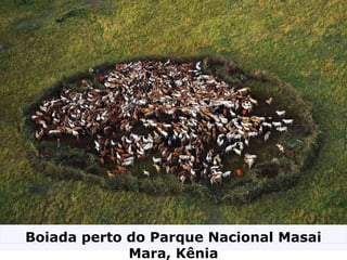 Boiada perto do Parque Nacional Masai
Mara, Kênia
 