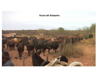 Vacas del Xalapeño
 
