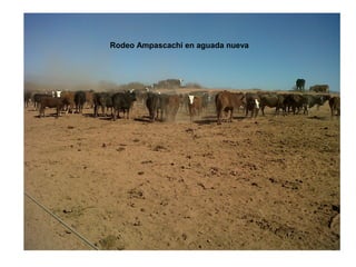 Rodeo Ampascachi en aguada nueva
 