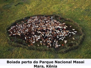 Boiada perto do Parque Nacional Masai Mara, Kênia 