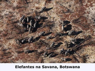 Elefantes na Savana, Botswana 