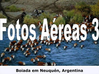 Fotos Aéreas 3 Boiada em Neuquén, Argentina 