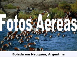 Fotos Aéreas Boiada em Neuquén, Argentina 