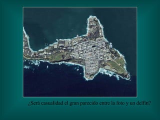 ¿Será casualidad el gran parecido entre la foto y un delfín? 