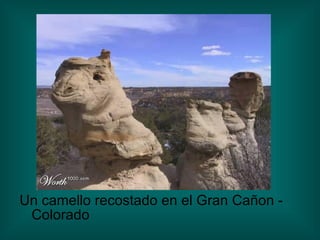 Un camello recostado en el Gran Cañon - Colorado 