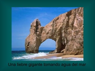 Una liebre gigante tomando agua del mar 