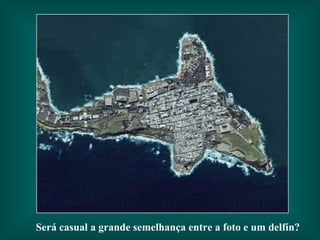 Será casual a grande semelhança entre a foto e um delfín? 