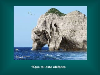 Que tal este elefante? 