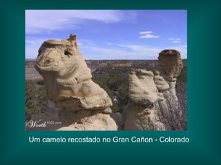 Um camelo recostado no Gran Cañon - Colorado 