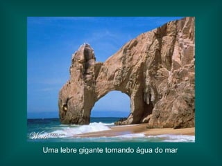 Uma lebre gigante tomando água do mar 