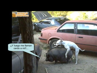 ¡¡Y luego me llaman cerdo a mi!!... 