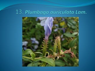 Fotos concurso 18 19