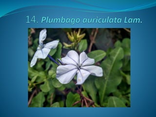 Fotos concurso 18 19