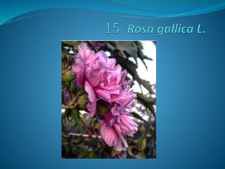 Fotos concurso 18 19