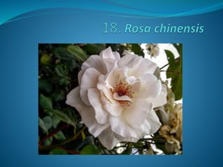 Fotos concurso 18 19