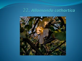 Fotos concurso 18 19