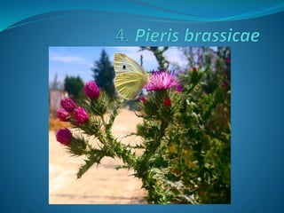 Fotos concurso 18 19