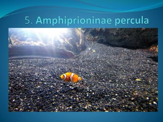 Fotos concurso 18 19