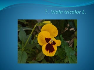 Fotos concurso 18 19