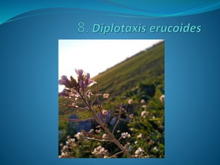 Fotos concurso 18 19