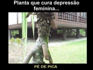 Planta que cura depressão feminina...