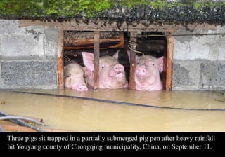 Three pigs sit trapped in a partially submerged pig pen after heavy rainfall 
hit Youyang county of Chongqing municipality, China, on September 11. 
 