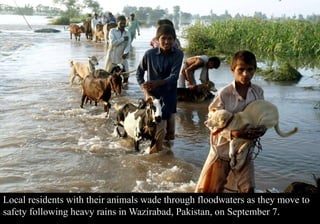 Local residents with their animals wade through floodwaters as they move to 
safety following heavy rains in Wazirabad, Pakistan, on September 7. 
 