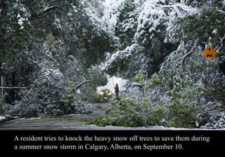 A resident tries to knock the heavy snow off trees to save them during 
a summer snow storm in Calgary, Alberta, on September 10. 
 