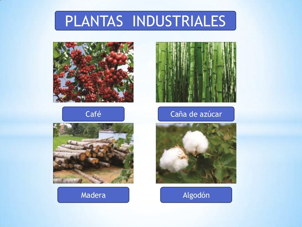 VARIEDADES DE PLANTAS