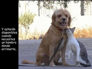 Y estarán disponibles s cuando  necesites un hombro donde  a rrimarte , 