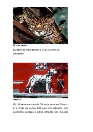 O gran xaguar

É o felino de maior tamaño e vive no continente
americano.




Dálmata

Os dálmatas proceden de Dalmacia, na actual Croacia,
e a finais do século XIX eran moi utilizados para
acompañar carrozas e outros vehículos. Son brancos
 