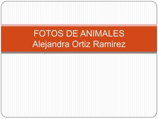 FOTOS DE ANIMALESAlejandra Ortiz Ramirez 