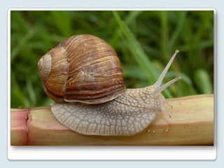 Ìgbín – Caracol
(Símbolo de serenidade e resiliência)
 