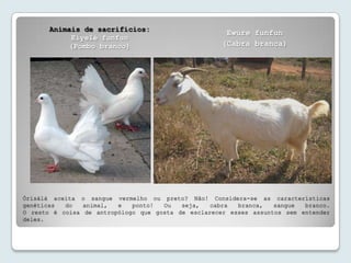 Animais de sacrifícios:
                                                      Ewúre funfun
            Eiyelé funfun
           (Pombo branco)                            (Cabra branca)




Òrísàlá aceita o sangue vermelho ou preto? Não! Considera-se as características
genéticas  do   animal,  e   ponto!  Ou   seja,   cabra  branca,   sangue  branco.
O resto é coisa de antropólogo que gosta de esclarecer esses assuntos sem entender
deles.
 