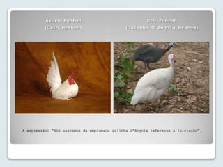 Àkúko funfun                                Etú funfun
         (Galo branco)                       (Galinha D’Angola branca)




A expressão: “Nós nascemos da emplumada galinha d’Angola refere-se a Iniciação”.
 