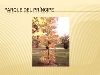 PARQUE DEL PRÍNCIPE