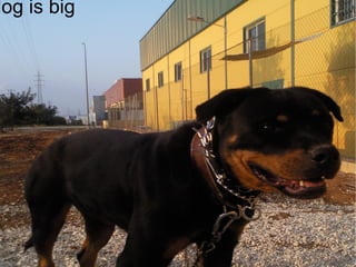 dog is big
 