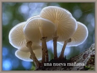 una nueva mañana.  