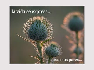 la vida se expresa... busca sus pares... 
