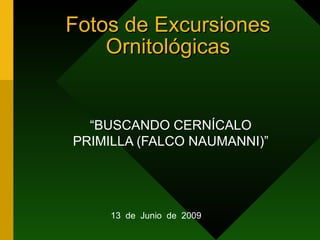 Fotos de Excursiones Ornitológicas “ BUSCANDO CERNÍCALO PRIMILLA (FALCO NAUMANNI)” 13  de  Junio  de  2009 