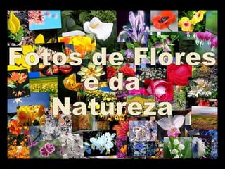 Fotos de Flores e da Natureza by De 
